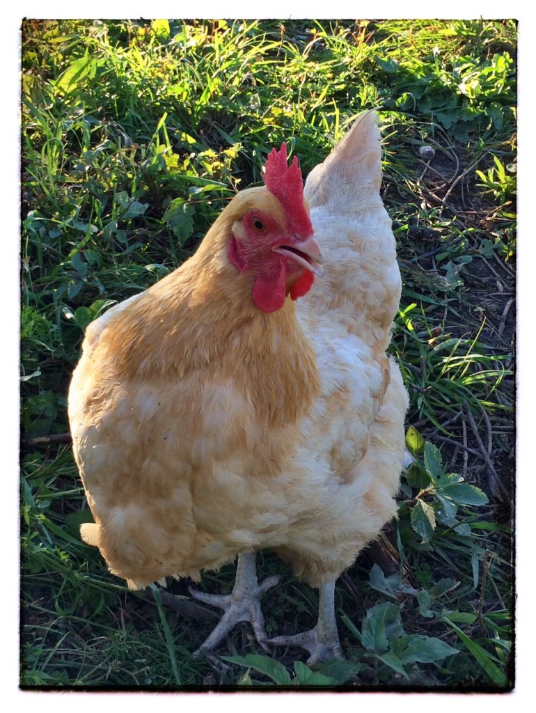 taproot-garden-chicken